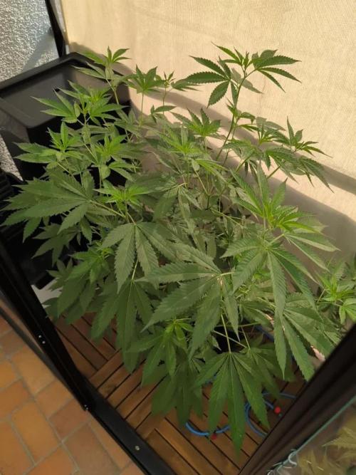 Gorilla Melon Outdoor