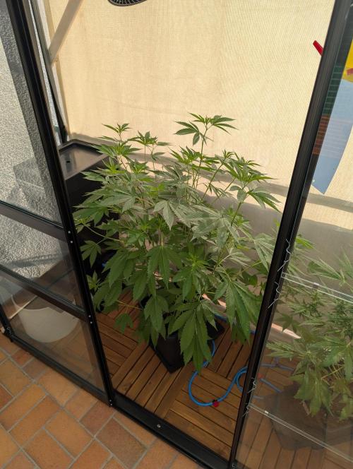 Gorilla Melon Outdoor. Week 9