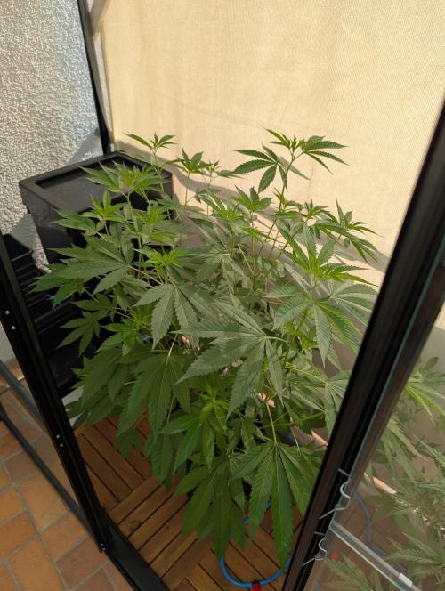 Gorilla Melon Outdoor. Week 9
