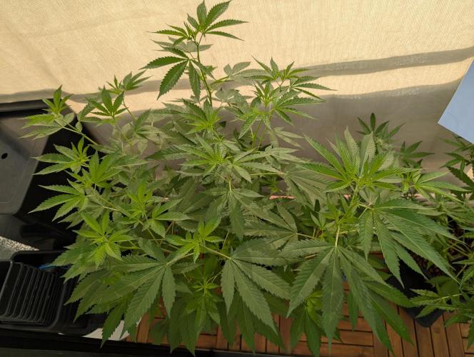 Gorilla Melon Outdoor. Week 9