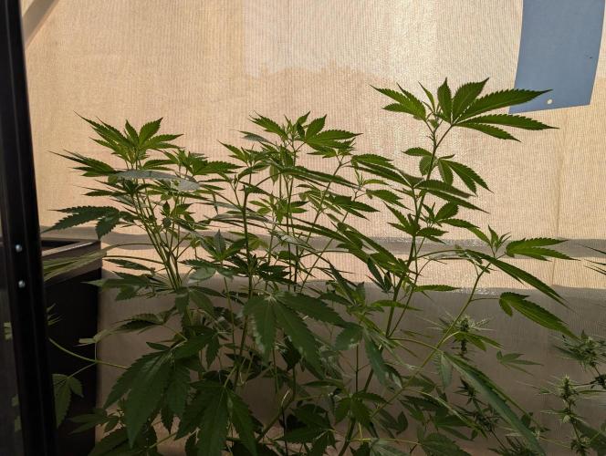 Gorilla Melon Outdoor. Week 9