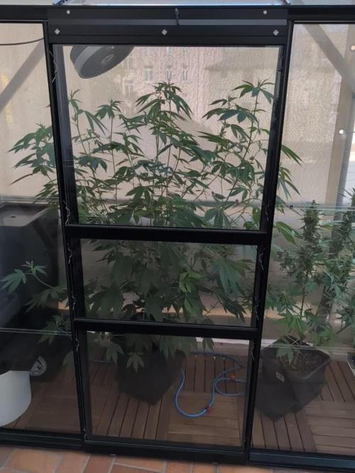 Gorilla Melon Outdoor