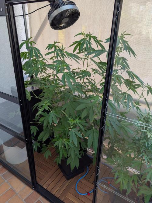 Gorilla Melon Outdoor. Week 10