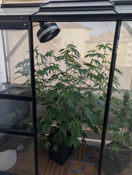 Gorilla Melon Outdoor. Week 10