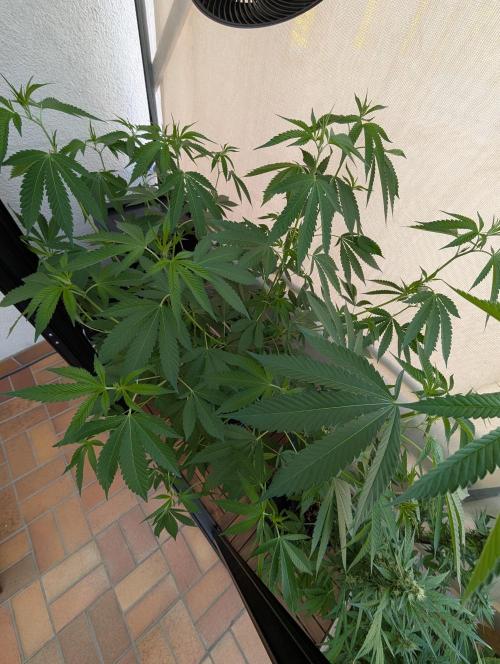 Gorilla Melon Outdoor. Week 10