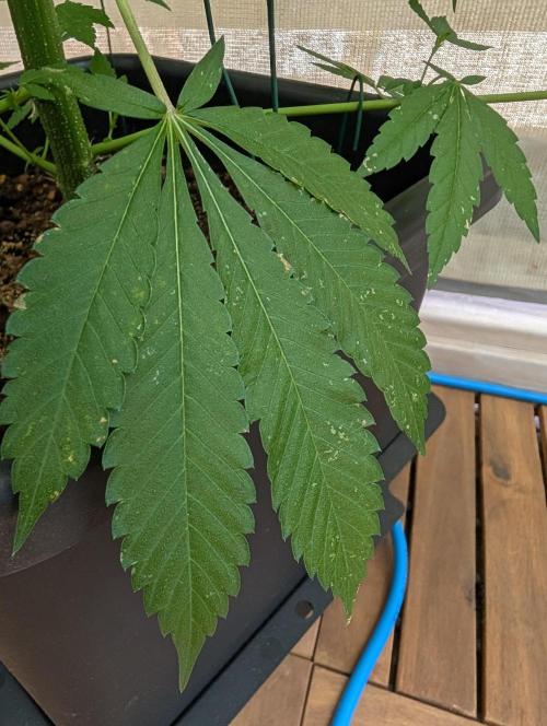 Gorilla Melon Outdoor. Week 10