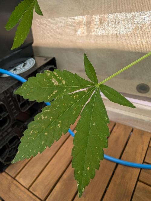 Gorilla Melon. Week 10