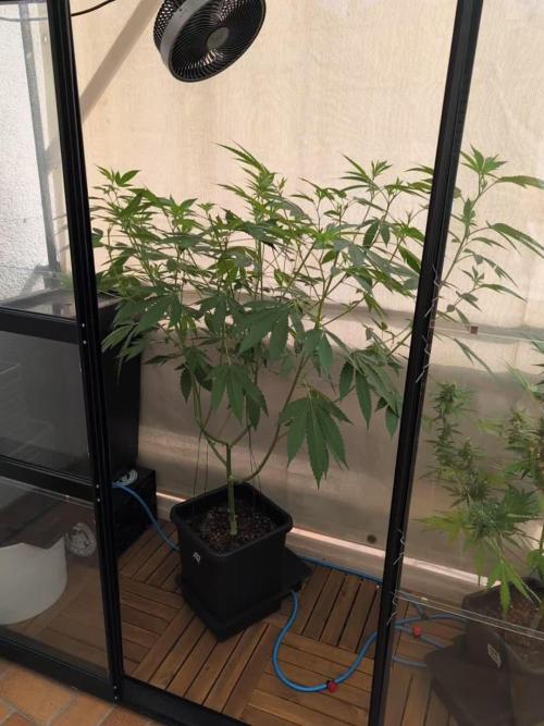 Gorilla Melon Outdoor
