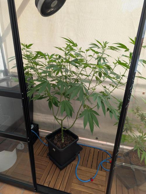 Gorilla Melon Outdoor. Week 11