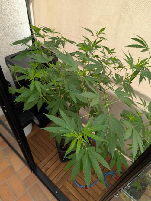 Gorilla Melon Outdoor. Week 11