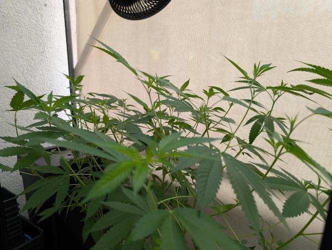 Gorilla Melon Outdoor. Week 11