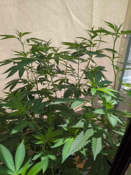 Gorilla Melon Outdoor