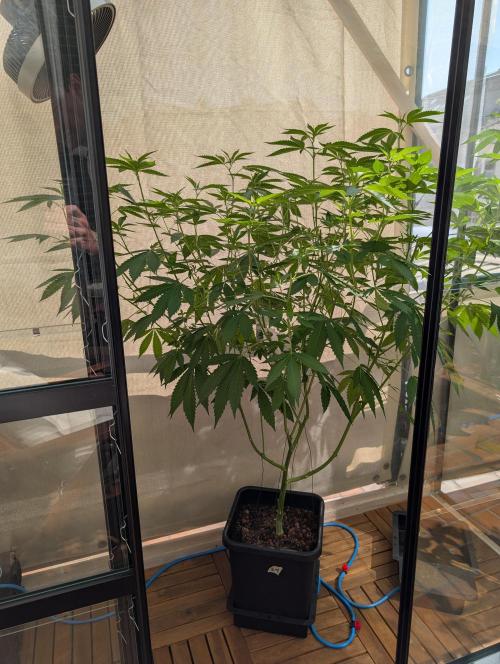 Gorilla Melon Outdoor. Week 12