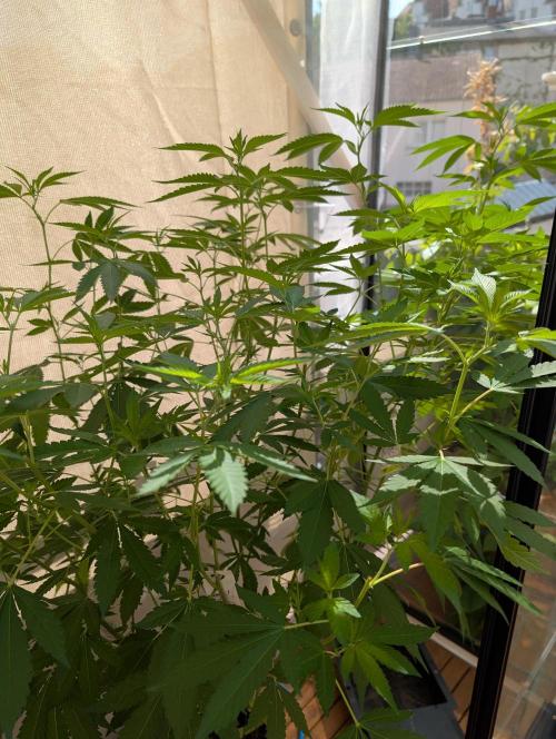 Gorilla Melon Outdoor. Week 12