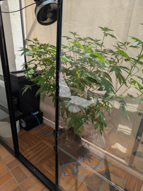Gorilla Melon Outdoor. Week 12
