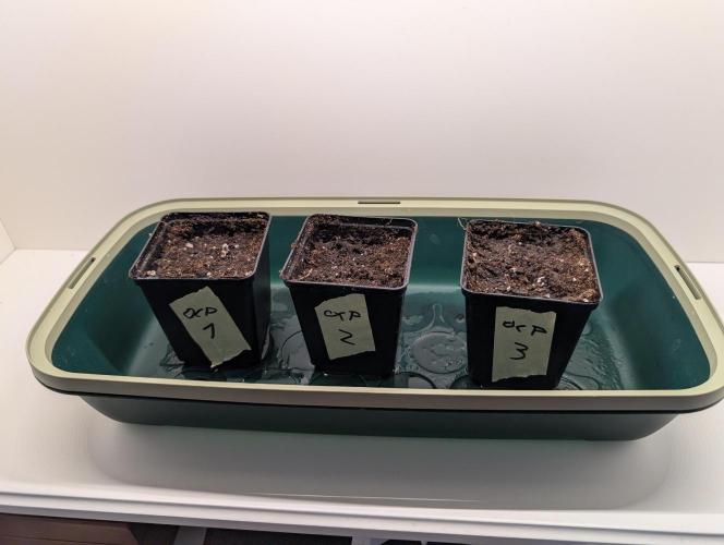 Orange Creampop Selection. Week 0