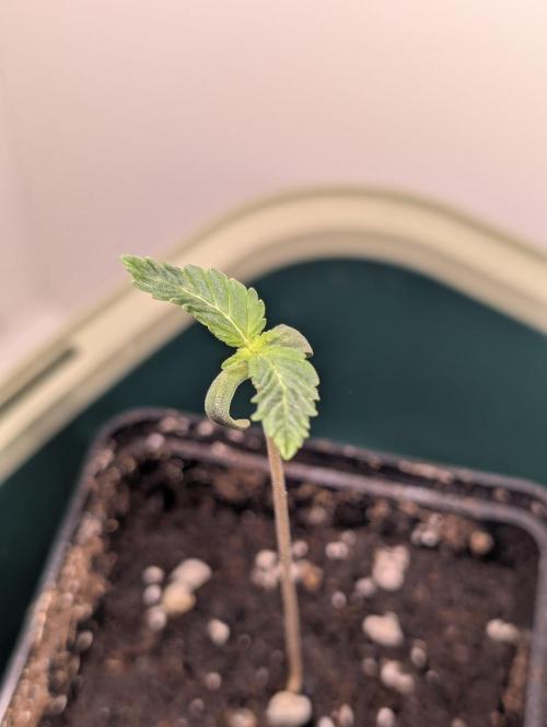 Orange Creampop Selection. Week 1