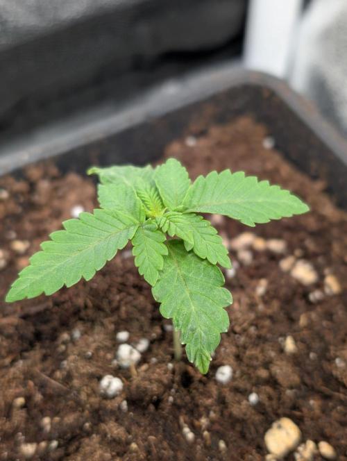 Orange Creampop Selection. Week 2