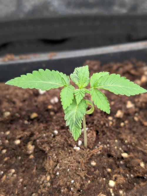 Orange Creampop Selection. Week 2