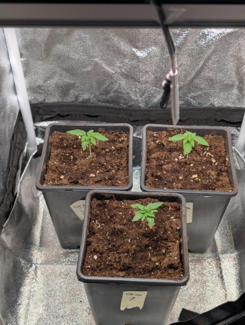 Orange Creampop Selection. Week 2