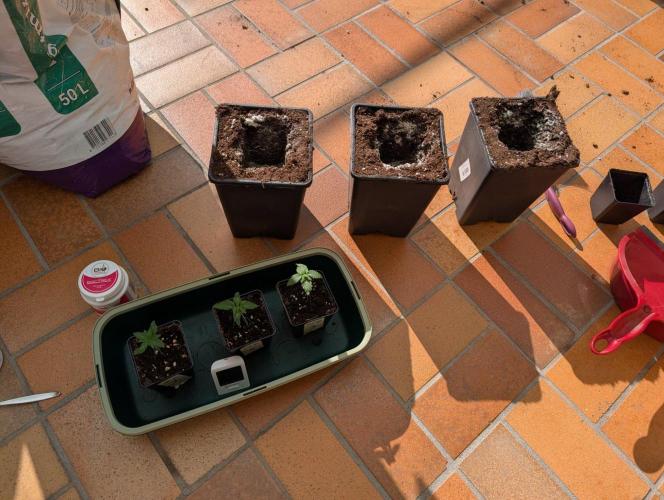 Orange Creampop Selection. Week 2