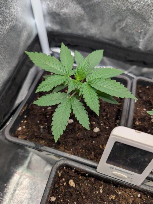 Orange Creampop Selection. Week 3