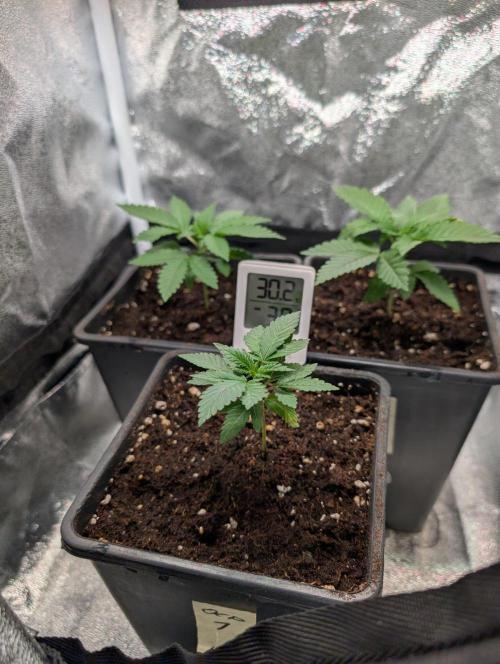 Orange Creampop Selection. Week 3