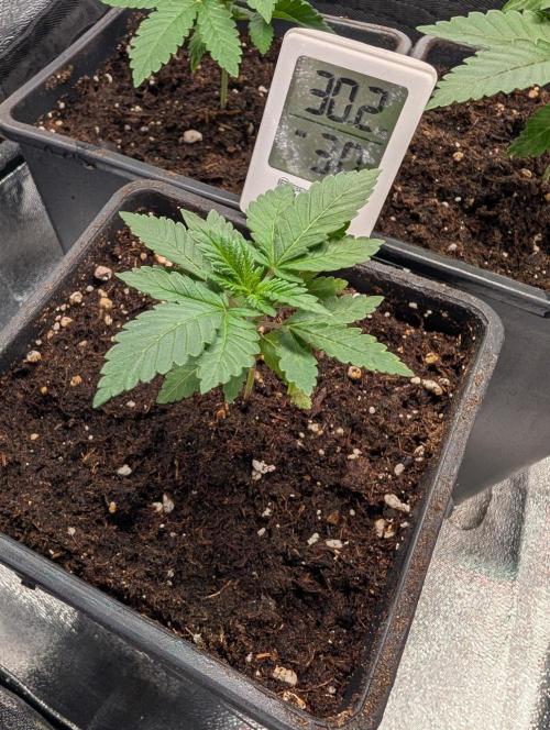 Orange Creampop Selection. Week 3