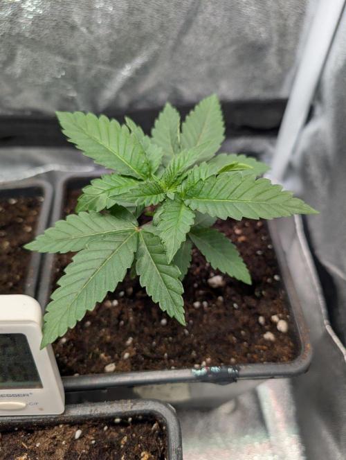 Orange Creampop Selection. Week 3