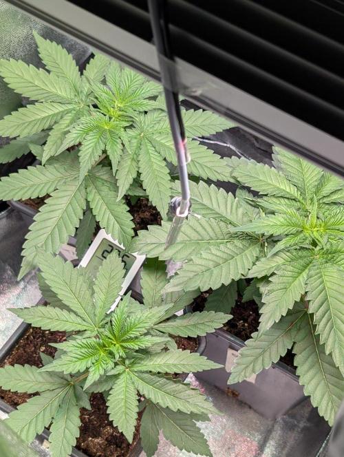 Orange Creampop Selection. Week 4