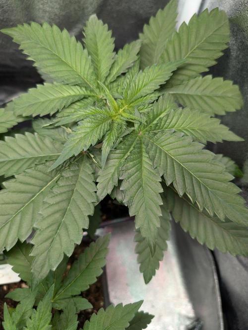 Orange Creampop Selection. Week 4