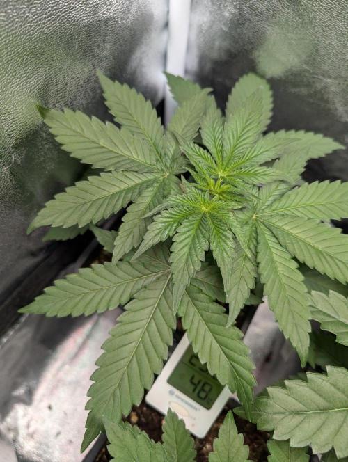 Orange Creampop Selection. Week 4