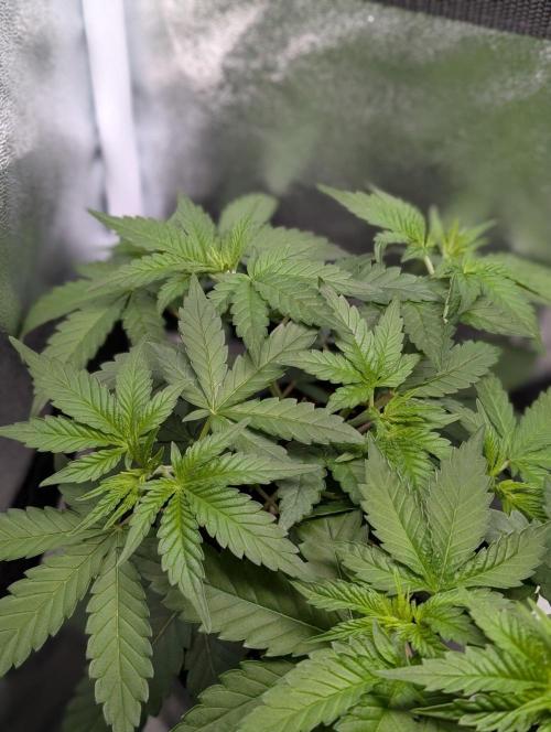 Orange Creampop Selection. Week 5