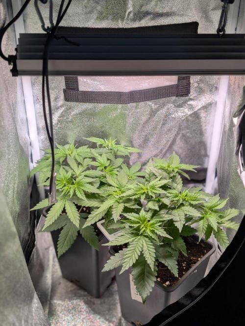 Orange Creampop Selection. Week 5