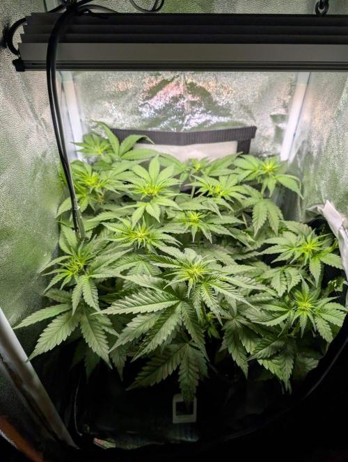 Orange Creampop. Week 6