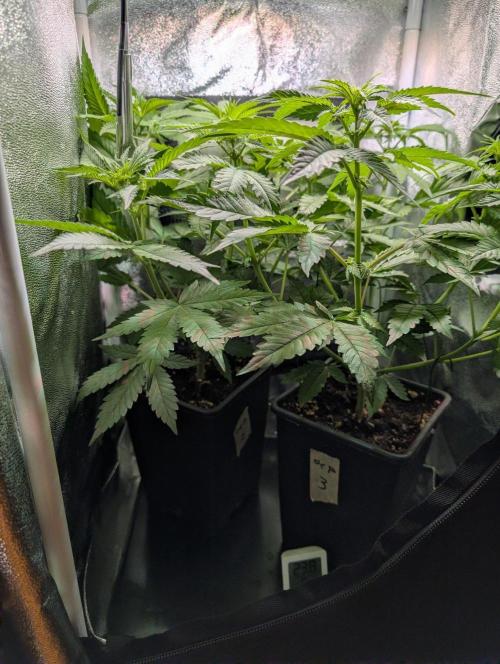 Orange Creampop Selection. Week 6