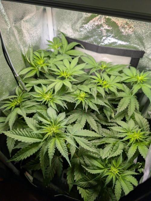 Orange Creampop Selection. Week 6