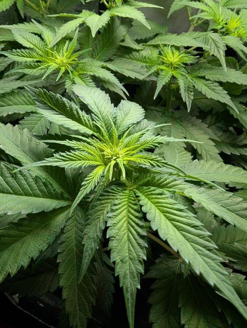Orange Creampop. Week 6