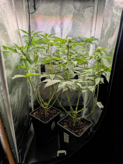 Orange Creampop Selection. Week 7