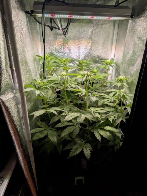 Orange Creampop Selection. Week 7