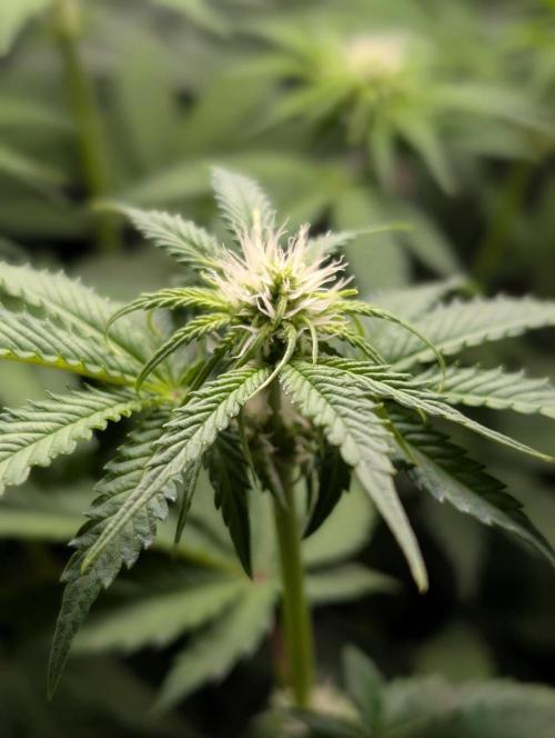 Orange Creampop Selection. Week 7