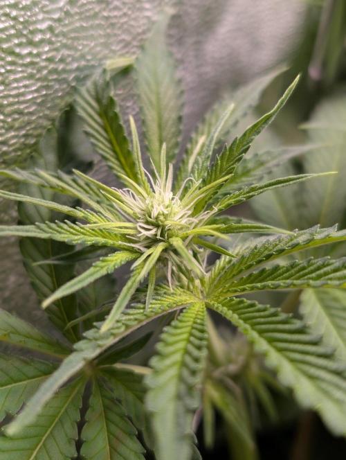 Orange Creampop Selection. Week 7