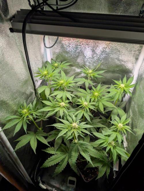 Orange Creampop Selection. Week 7