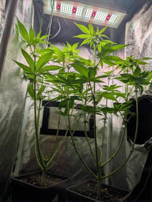 Orange Creampop Selection. Week 7