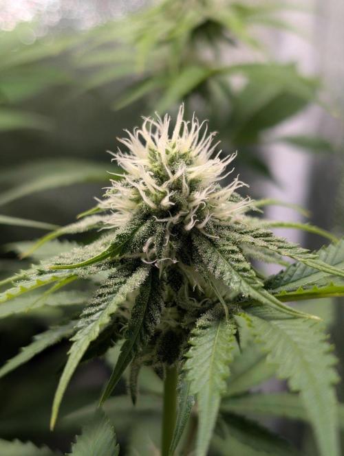 Orange Creampop Selection. Week 8