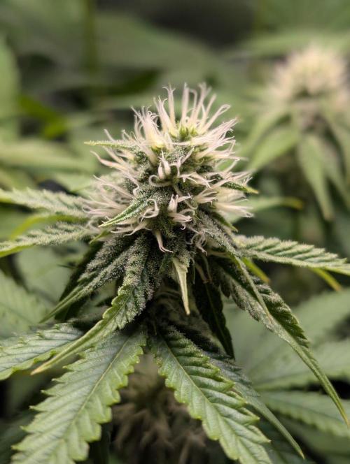 Orange Creampop Selection. Week 8