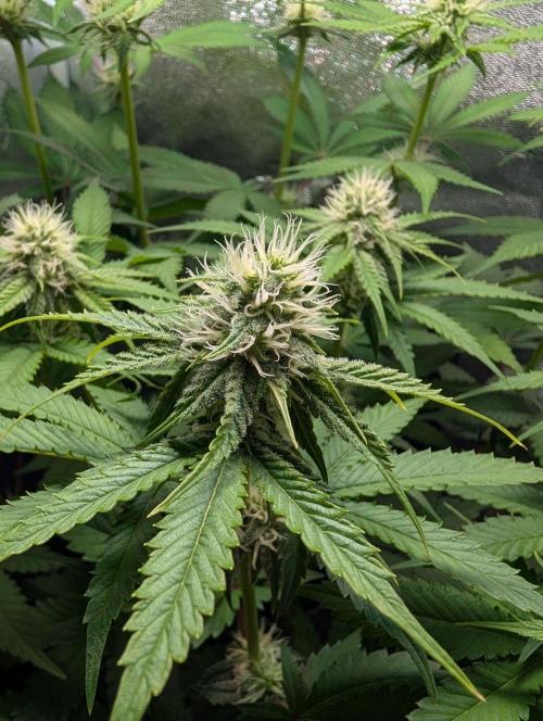Orange Creampop Selection. Week 8