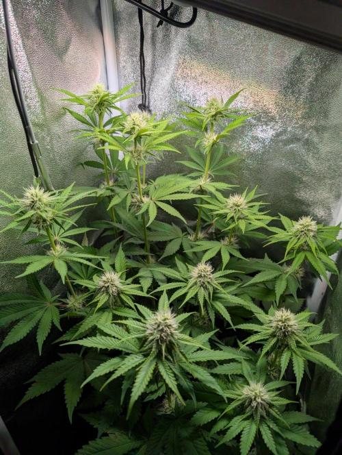Orange Creampop Selection. Week 8