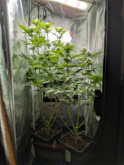 Orange Creampop Selection. Week 8