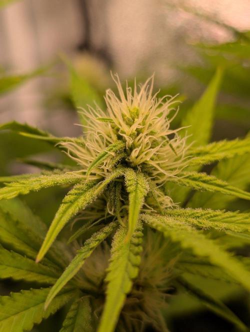 Orange Creampop Selection. Week 8